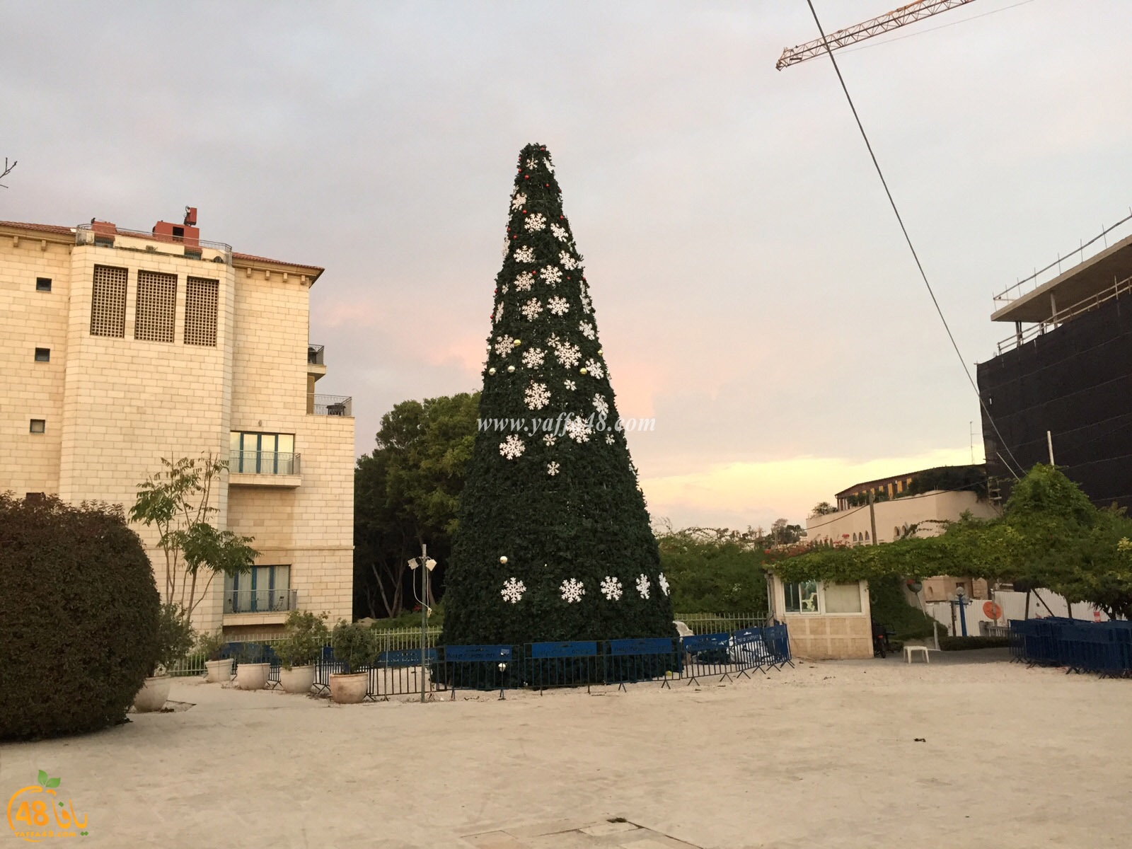 andromeida tree (3).jpg